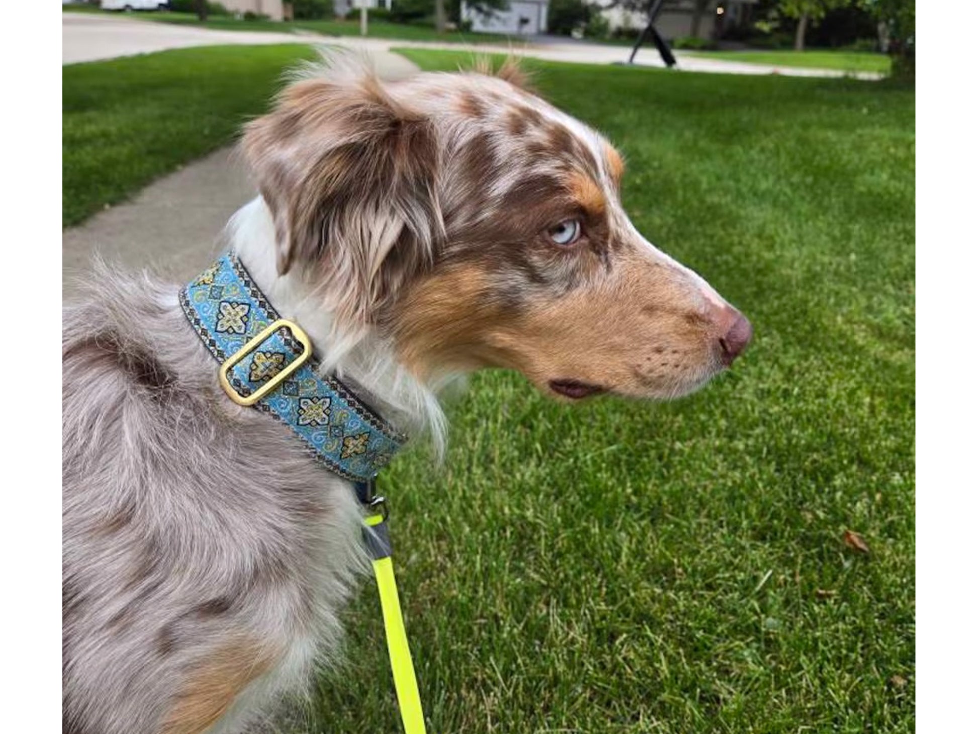 Australian Shepherd wearing the 1.5 Inch Wide Light Blue, Gold Nobility Dog Collar by The Hound Haberdashery