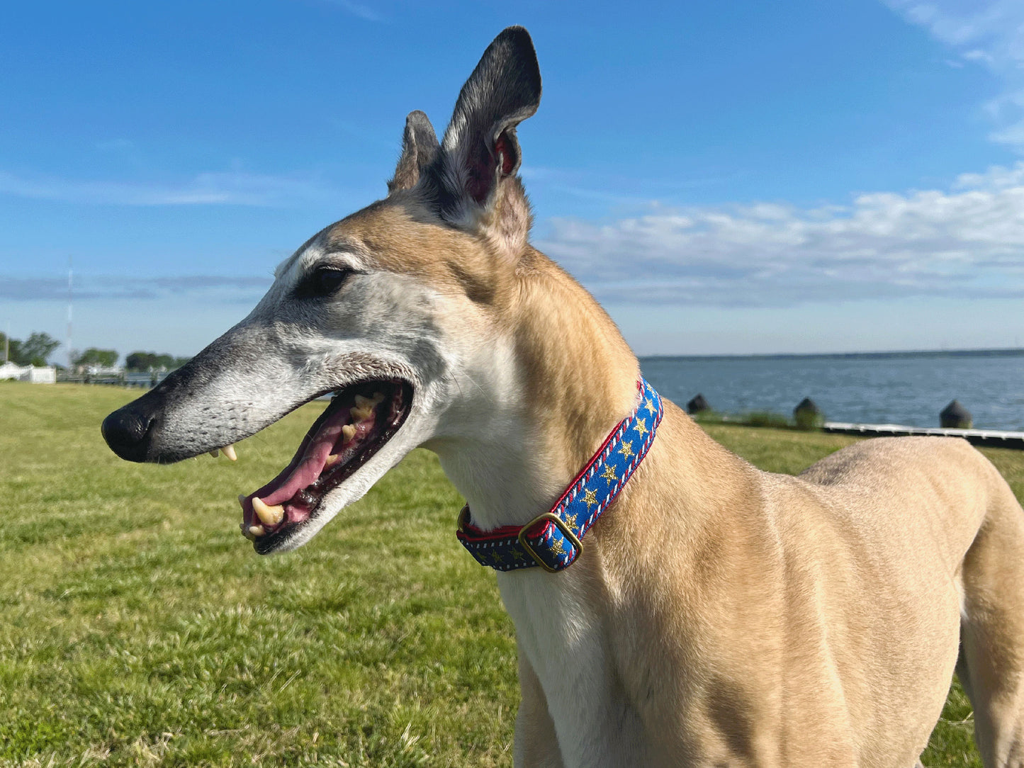 Greyhound wearing the 1 Inch Wide Stars & Stripes Martingale Dog Collar by The Hound Haberdashery