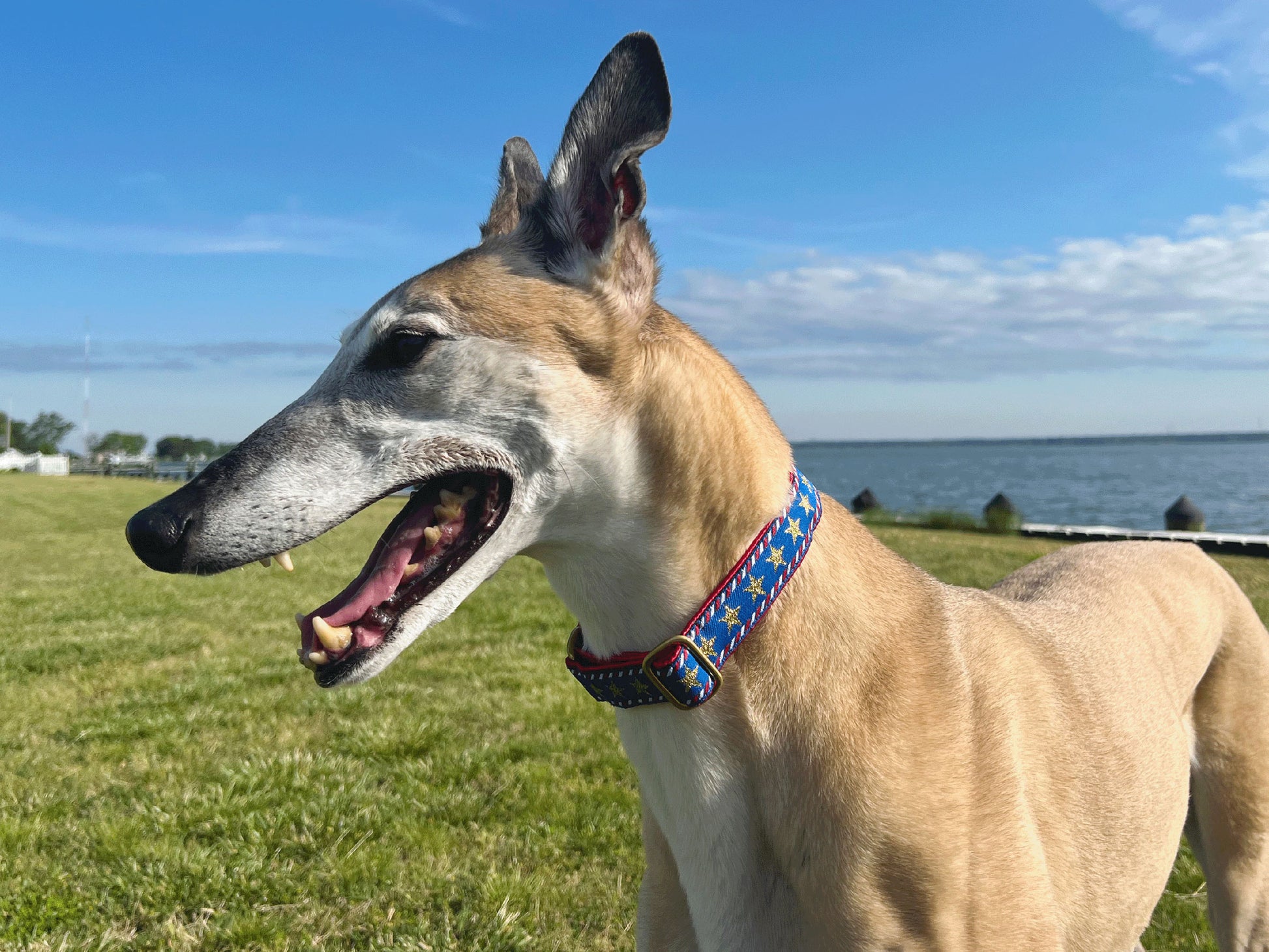 Greyhound wearing the 1 Inch Wide Stars & Stripes Martingale Dog Collar by The Hound Haberdashery
