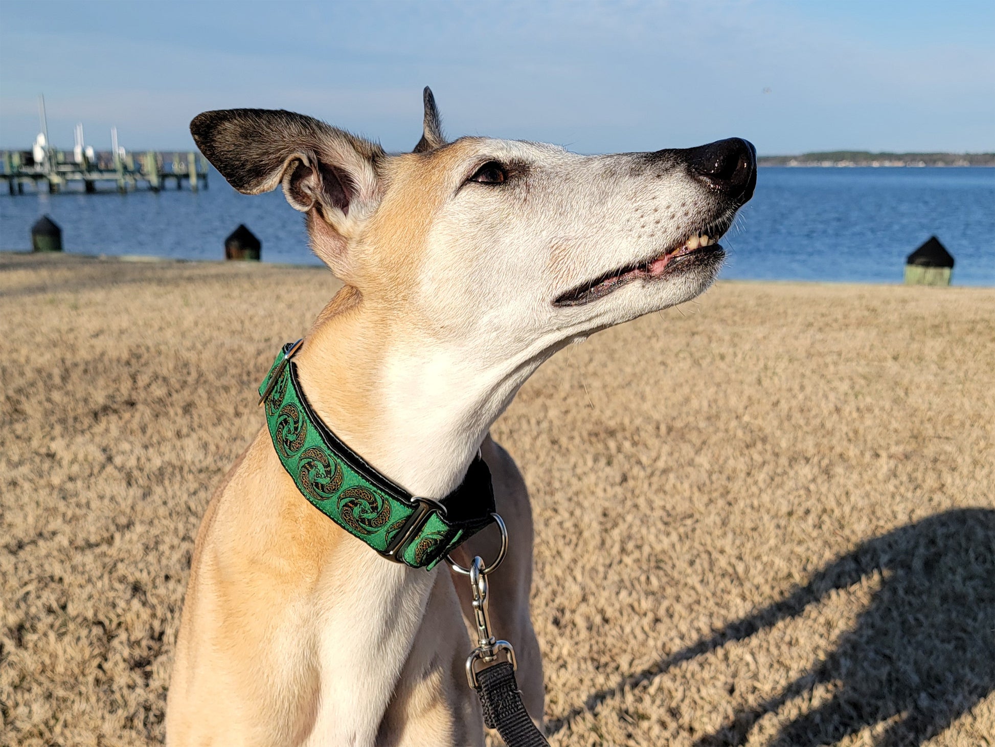 Greyhound wearing the 1.5 Inch Wide Green Celtic Ravens Martingale Dog Collar by The Hound Haberdashery