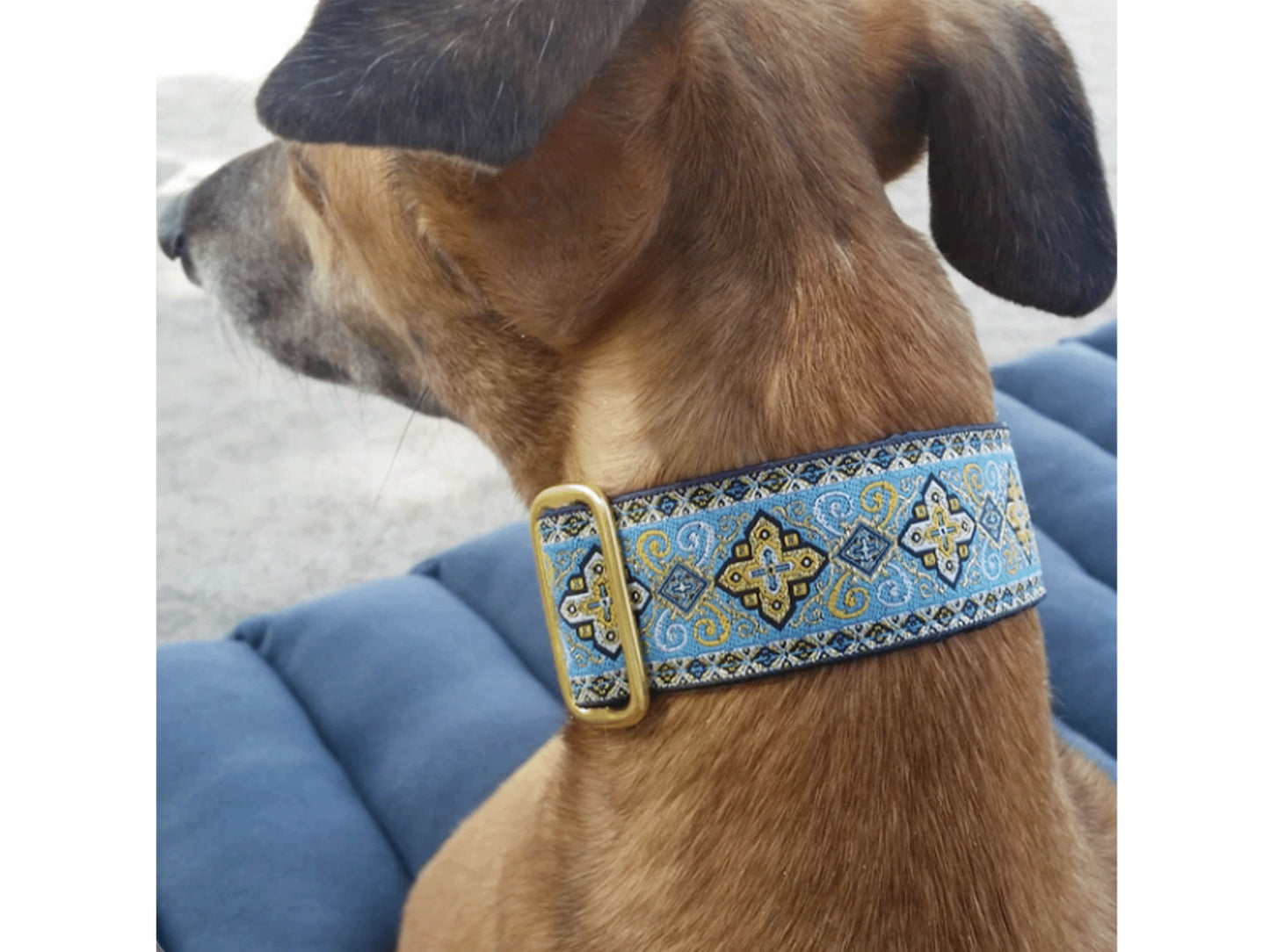 Sighthound wearing the 1.5 Inch Wide Light Blue, Gold Nobility Martingale Dog Collar by The Hound Haberdashery