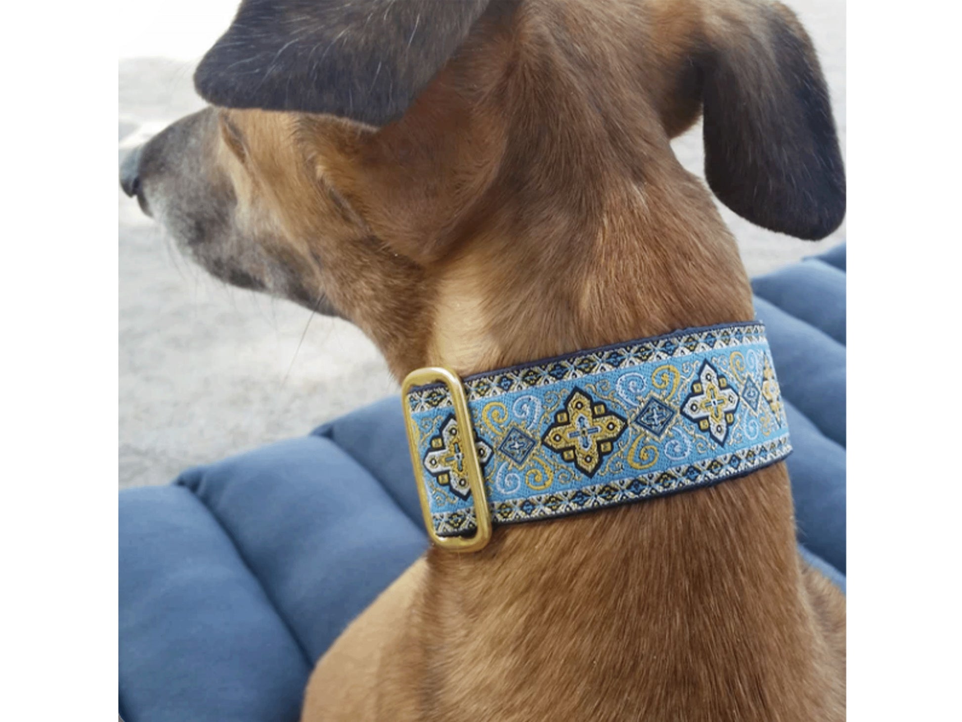 Sighthound wearing the 1.5 Inch Wide Light Blue, Gold Nobility Martingale Dog Collar by The Hound Haberdashery