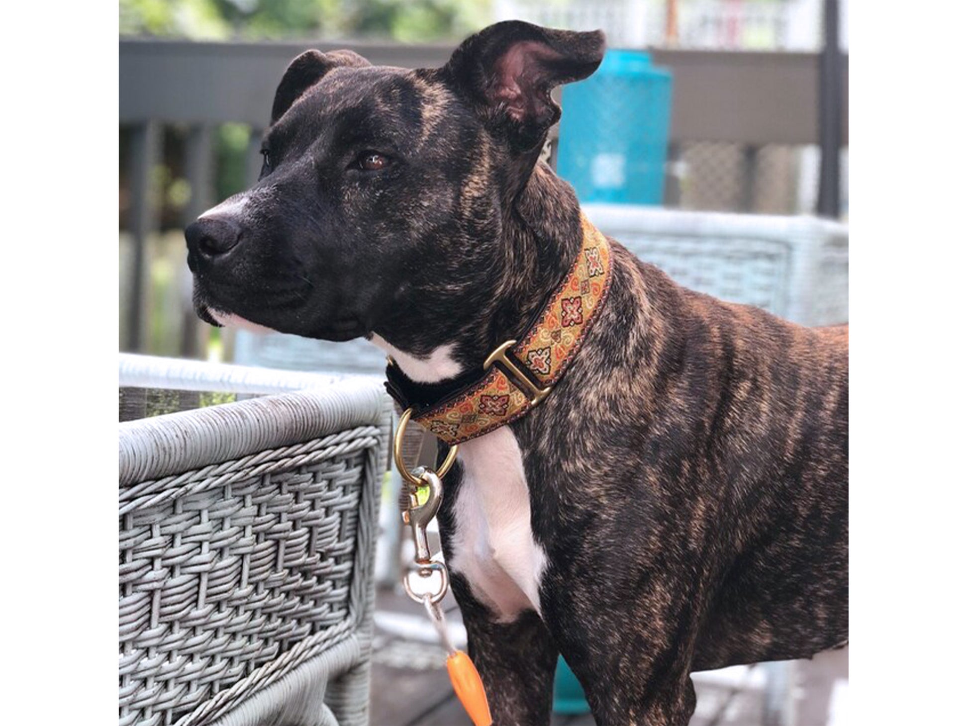 Brindle Pitbull wearing the 1.5 Inch Wide Orange, Gold Nobility Martingale Dog Collar by The Hound Haberdashery