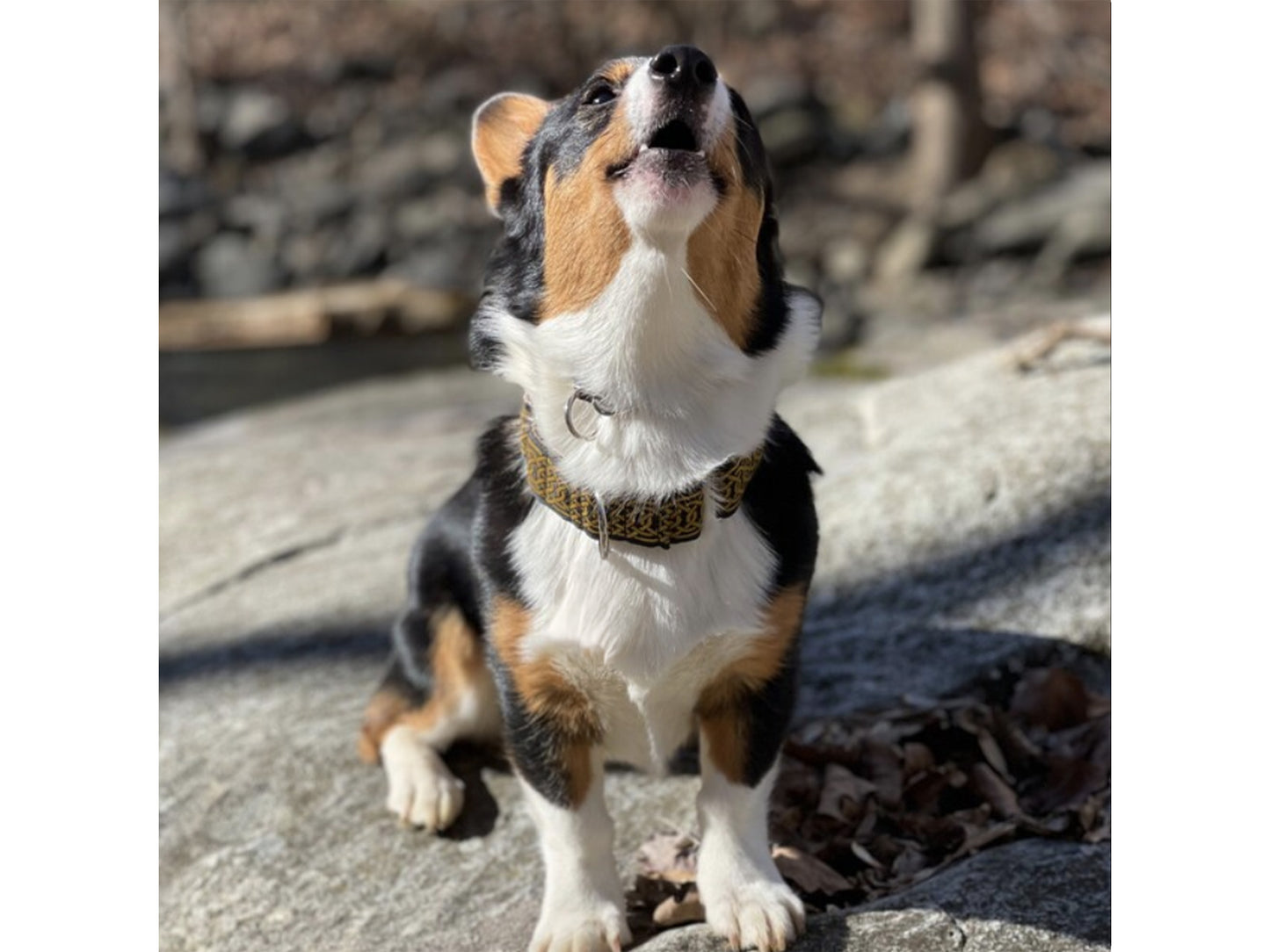 Corgi wearing the 1 Inch Wide Old Gold, Black Wexford Celtic Braid Dog Collar by The Hound Haberdashery