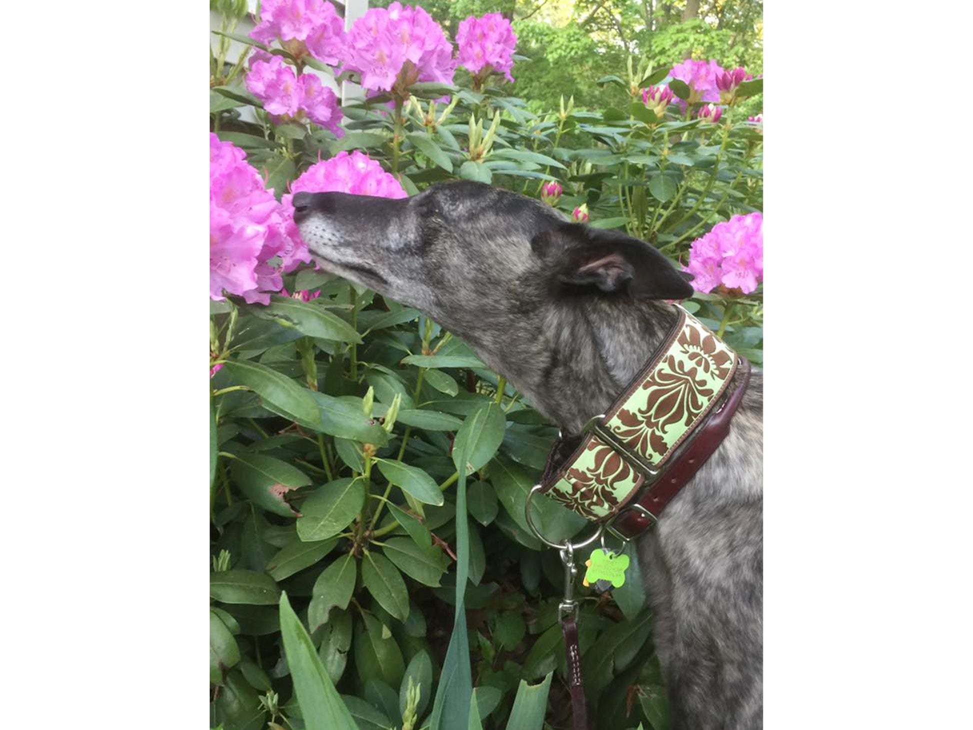 Greyhound wearing the 2 Inch Wide Green, Brown Damask Martingale Dog Collar by The Hound Haberdashery