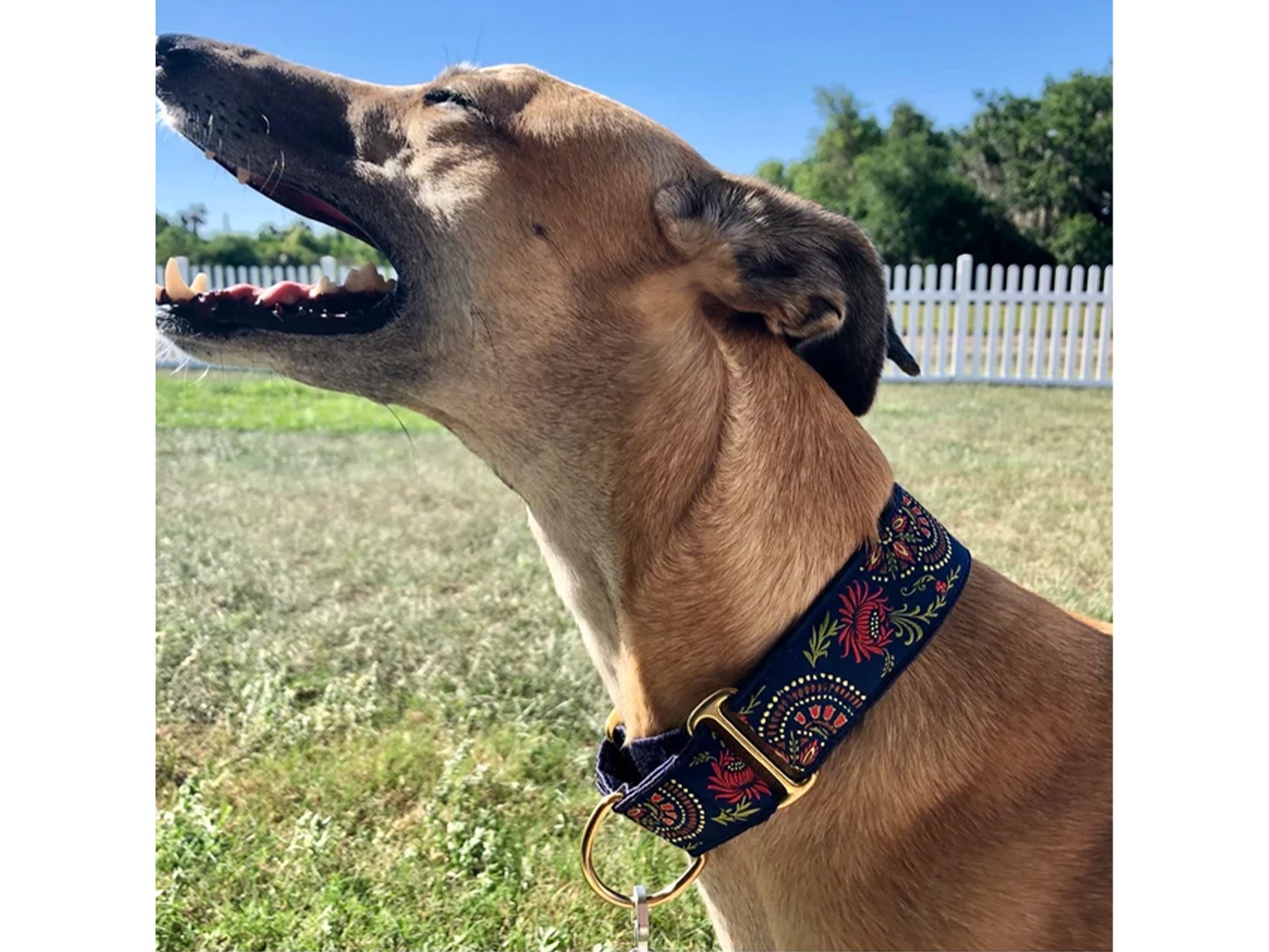 Greyhound wearing the 1.5 Inch Wide Navy Blue Flower Burst Martingale Dog Collar by The Hound Haberdashery